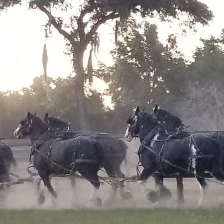 Grandviewclydesdaletours Clydesdale Carriage Dinner Show Clydesdales Carriage Dusty Road