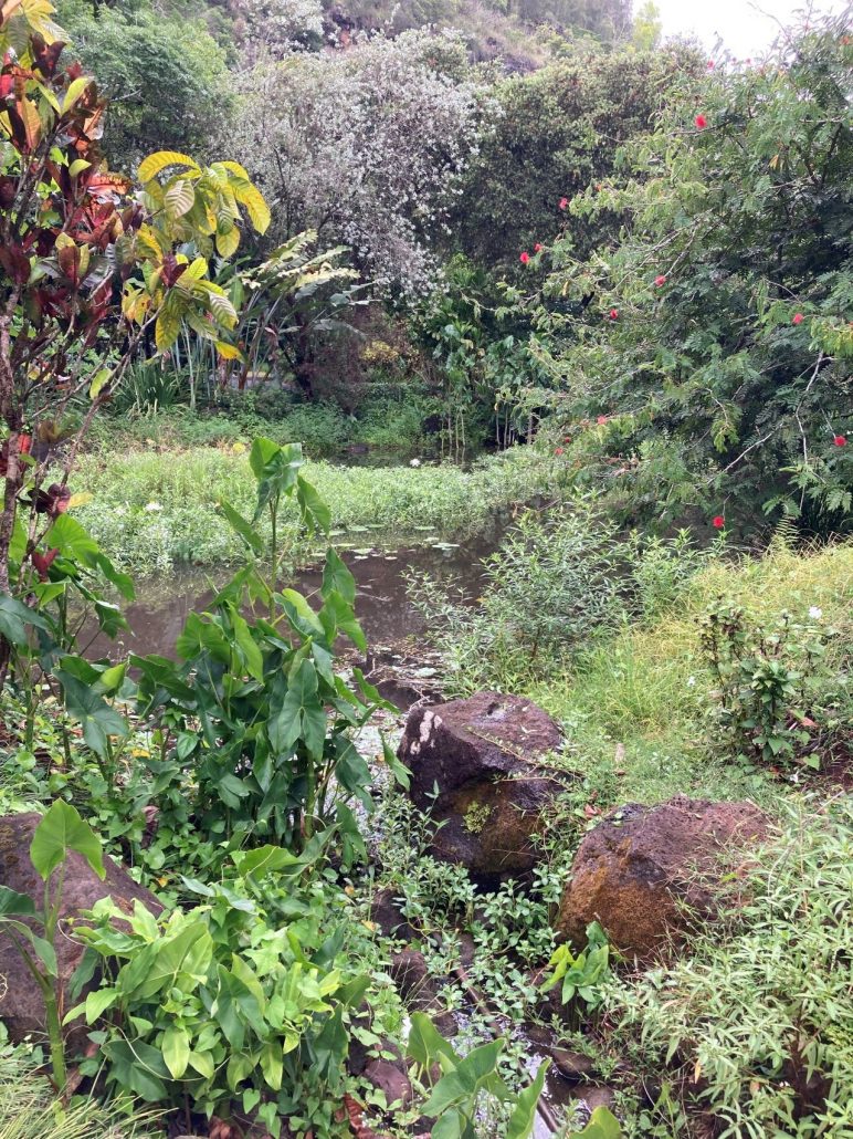 Kawikajoeslimousinehawaii  Private Vip Daytime Hawaiian Authentic Lush Greenery Water Rocks E