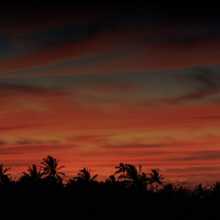 Kozycomedyshow Show Time Sunset Palm Trees Silhouette