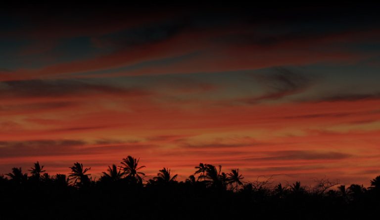 Kozycomedyshow Show Time Sunset Palm Trees Silhouette