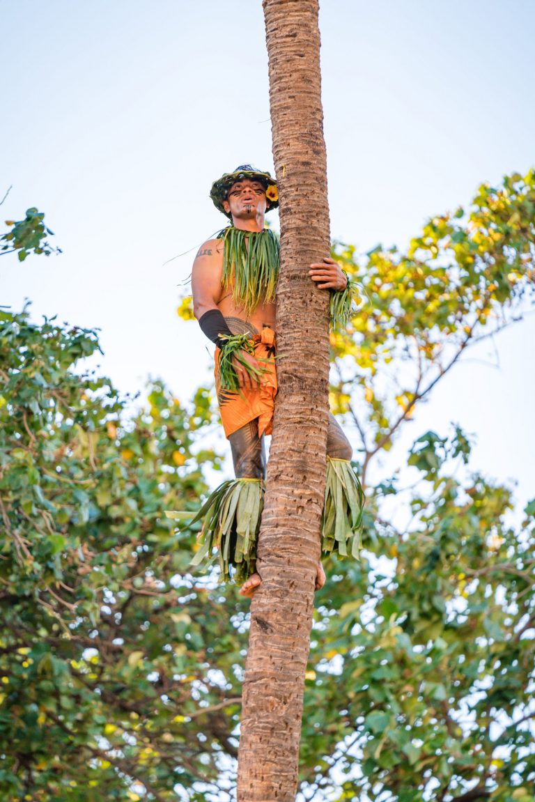 A performer in traditional attire climbs a palm tree surrounded by greenery. Westinmaui Ohana Seating Performer Palm Tree Luau